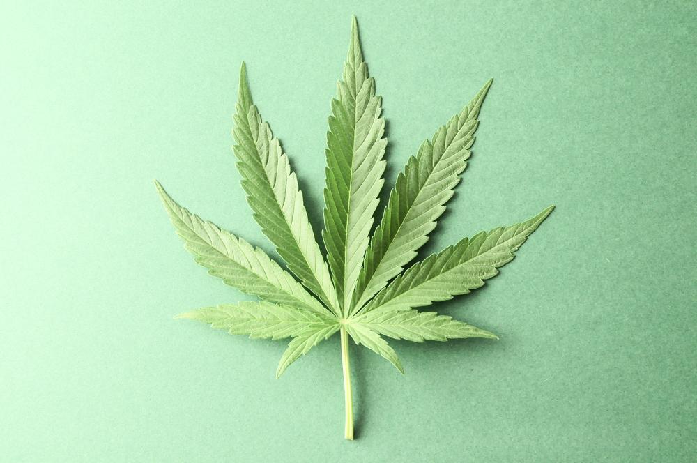 Green Fresh Marijuana Leaf with Seven Tips