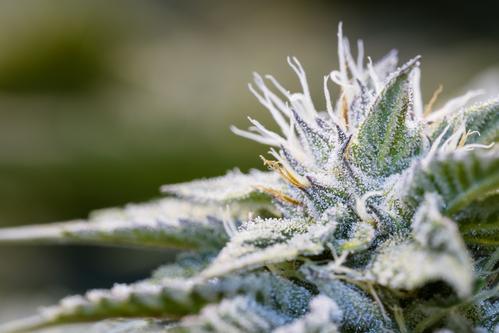close up of a healthy marijuana plant with crystalline structures in the leafs and buds