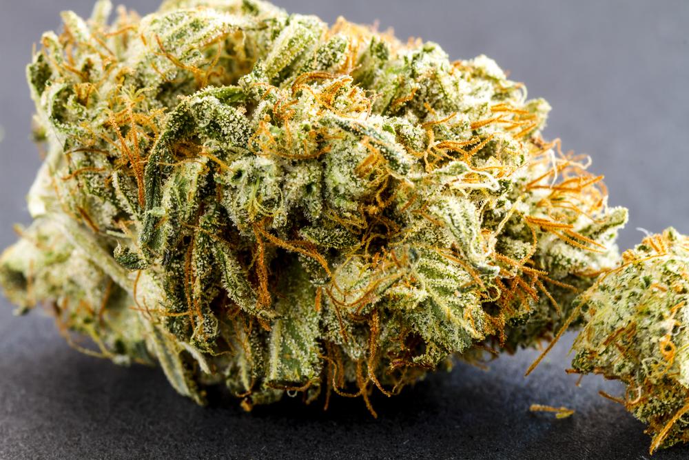 Close up of medical marijuana buds sitting black background
